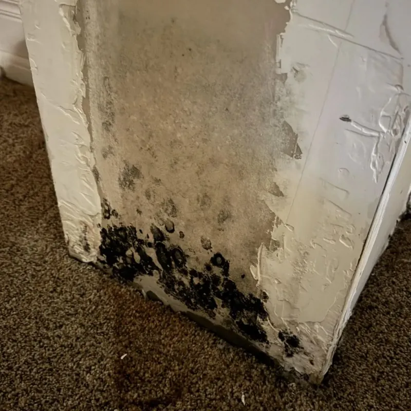 Professional Mold Removal in Pearl, MS
